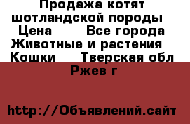 Продажа котят шотландской породы › Цена ­ - - Все города Животные и растения » Кошки   . Тверская обл.,Ржев г.